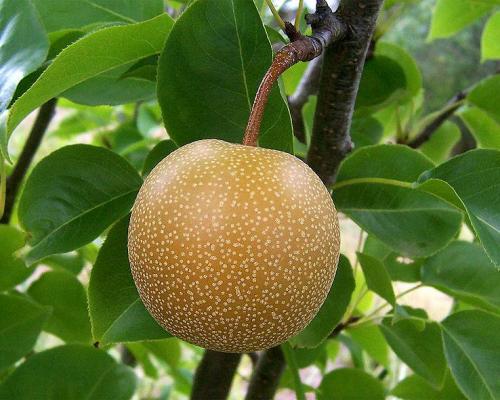800px nashi pear