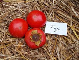 Fuyu