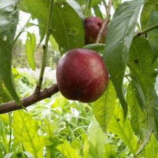 Nectarine felligni