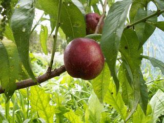Nectarine felligni