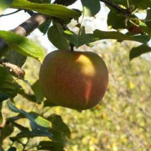 Reinette d angleterre