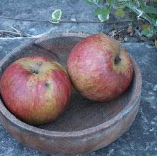 Reinette de l ariege