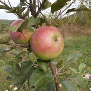 Teint frais du sud ouest